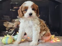Gunnar, a male Cavapoo for sale in Boyden, IA – Photo 6 of 10