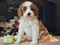 Gunnar, a male Cavapoo for sale in Boyden, IA – Photo 4 of 10