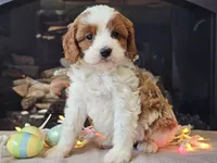 Gunnar, a male Cavapoo for sale in Boyden, IA – Photo 10 of 10