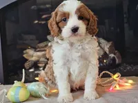 Gunnar, a male Cavapoo for sale in Boyden, IA – Photo 2 of 10