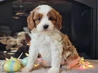 Gunnar, a male Cavapoo for sale in Boyden, IA – Photo 9 of 10