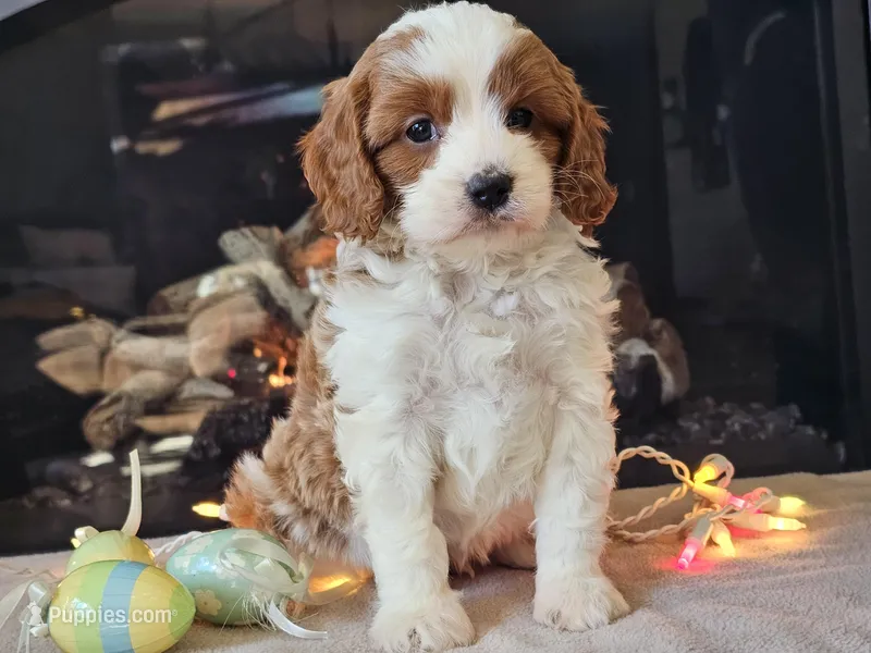 Gunnar – Cavapoo puppy for sale in Boyden, IA