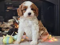 Gunnar, a male Cavapoo for sale in Boyden, IA – Photo 7 of 10