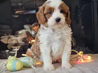 Gunnar, a male Cavapoo for sale in Boyden, IA – Photo 5 of 10