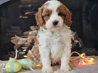 Gunnar, a male Cavapoo for sale in Boyden, IA – Photo 8 of 10