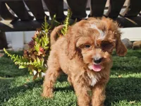 Gage, a male Cavapoo for sale in Boyden, IA – 8 of 10