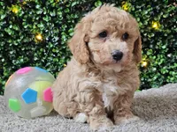 Pez, a male Poochon for sale in Boyden, IA – Photo 3 of 10