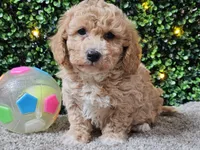 Pez, a male Poochon for sale in Boyden, IA – Photo 8 of 10