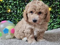 Pez, a male Poochon for sale in Boyden, IA – Photo 2 of 10