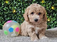 Pez, a male Poochon for sale in Boyden, IA – Photo 4 of 10