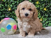 Pez, a male Poochon for sale in Boyden, IA – Photo 10 of 10