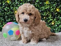 Pez, a male Poochon for sale in Boyden, IA – Photo 9 of 10