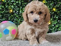 Pez, a male Poochon for sale in Boyden, IA – Photo 6 of 10