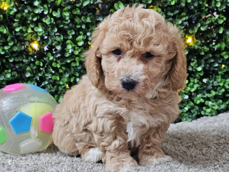 Pez – Poochon puppy for sale in Boyden, IA
