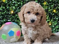 Pez, a male Poochon for sale in Boyden, IA – Photo 7 of 10
