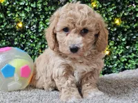 Pez, a male Poochon for sale in Boyden, IA – Photo 5 of 10
