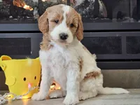 Dux, a male Goldendoodle for sale in Boyden, IA – Photo 2 of 10