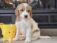 Dux, a male Goldendoodle for sale in Boyden, IA – Photo 7 of 10