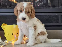 Dux, a male Goldendoodle for sale in Boyden, IA – Photo 1 of 10