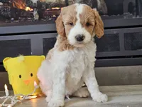Dux, a male Goldendoodle for sale in Boyden, IA – Photo 6 of 10
