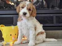 Dux, a male Goldendoodle for sale in Boyden, IA – Photo 3 of 10