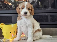 Dux, a male Goldendoodle for sale in Boyden, IA – Photo 4 of 10