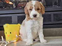 Dux, a male Goldendoodle for sale in Boyden, IA – Photo 10 of 10