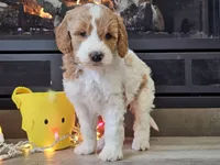 Dux, a male Goldendoodle for sale in Boyden, IA – Photo 5 of 10