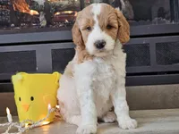Dux, a male Goldendoodle for sale in Boyden, IA – Photo 8 of 10