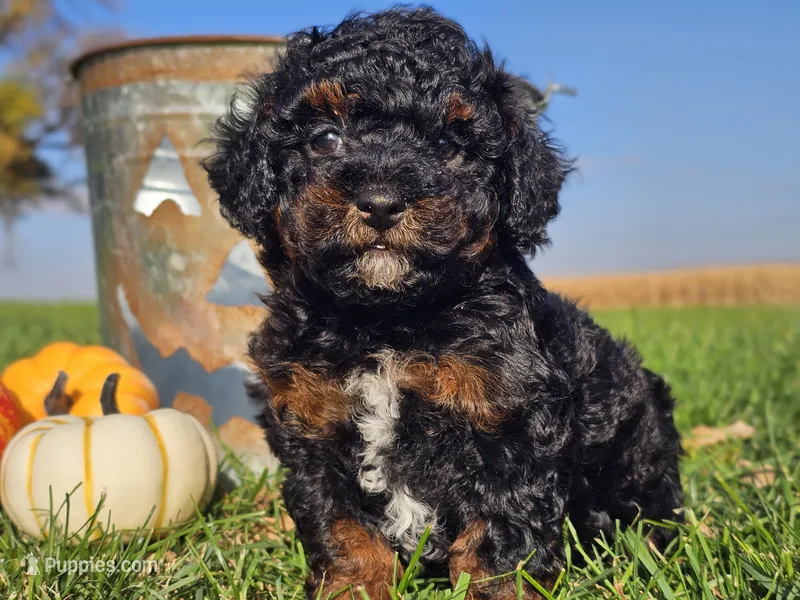 Brandy – Havapoo puppy for sale in Boyden, IA