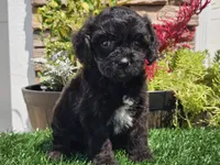 Grady, a male Cavapoo for sale in Boyden, IA – 2 of 10