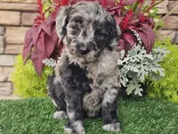 Waves, a female Goldendoodle for sale in Boyden, IA – 5 of 10