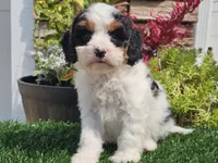 Gemma, a female Cavapoo for sale in Boyden, IA – 4 of 10
