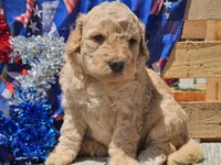 Kysa, a female Bernedoodle for sale in Boyden, IA – 9 of 10