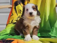 Sonic, a male Miniature Bernedoodle for sale in Boyden, IA – 6 of 10