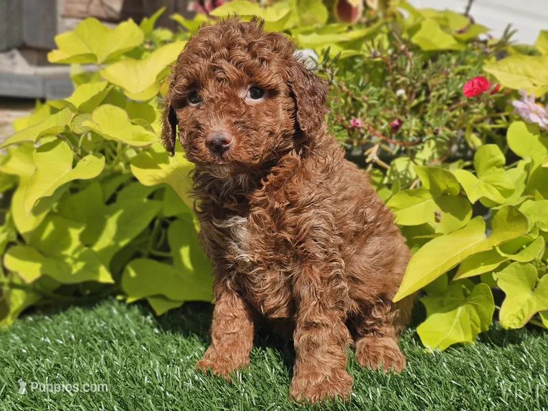 Polly – Poodle - Miniature  puppy for sale in Boyden, IA
