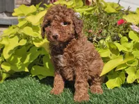 Polly, a female Poodle - Miniature  for sale in Boyden, IA – 1 of 10