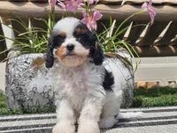 Truman, a male Cavapoo for sale in Boyden, IA – 2 of 10