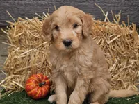 Silas, a male Goldendoodle for sale in Boyden, IA – 2 of 10