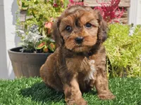 Gianna , a female Cavapoo for sale in Boyden, IA – 4 of 10