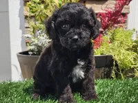 Grady, a male Cavapoo for sale in Boyden, IA – 7 of 10