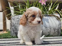 Taz, a male Cavapoo for sale in Boyden, IA – 7 of 10