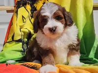 Slade, a male Miniature Bernedoodle for sale in Boyden, IA – 3 of 10