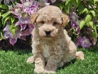 Sunny, a male Havapoo for sale in Boyden, IA – 2 of 10