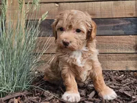 Rosa, a female Havapoo for sale in Boyden, IA – 6 of 10