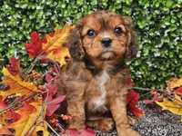 Tucker, a male Cavapoo for sale in Boyden, IA – 3 of 10