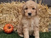 Shelby, a female Goldendoodle for sale in Boyden, IA – 6 of 10