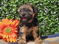 Laszlo, a male Yorkipoo for sale in Boyden, IA – Photo 3 of 10