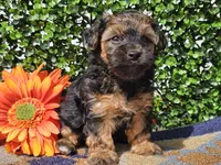 Laszlo, a male Yorkipoo for sale in Boyden, IA – Photo 10 of 10