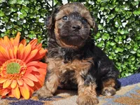 Laszlo, a male Yorkipoo for sale in Boyden, IA – Photo 7 of 10